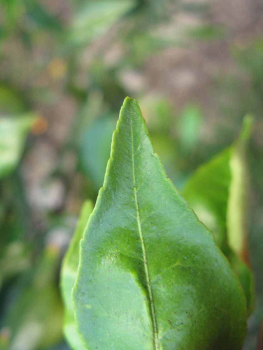               Margin (Willowleaf, Winter Haven,   FL)   